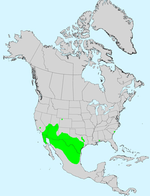 Fiveneedle Pricklyleaf, Thymophylla pentachaeta: Click image for full size map.